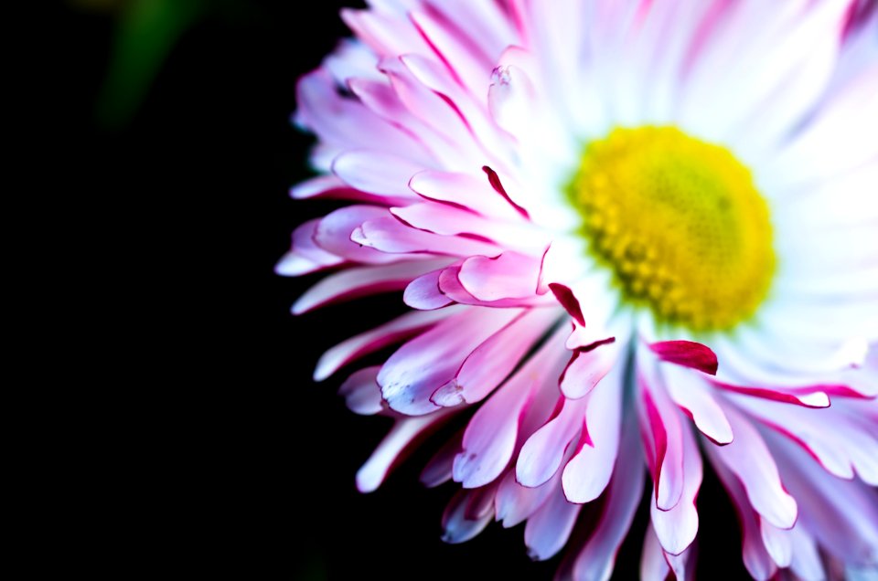 Daisy Flower