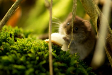 Mouse In Forest