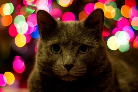 Cat With Blurred Background photo