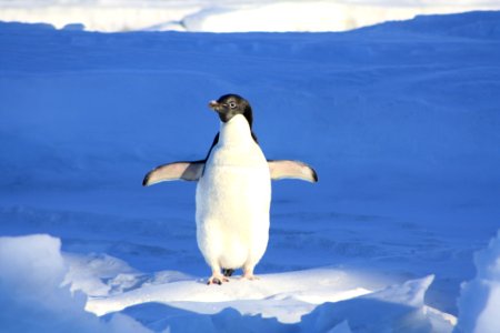 Close Up Photography Of Penguin On Snow photo