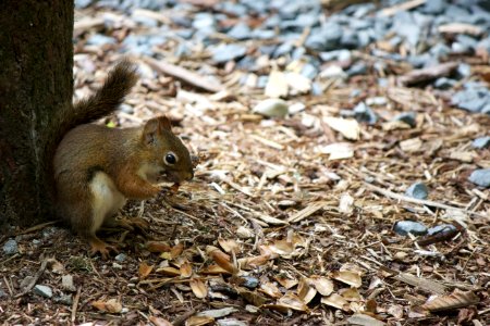 Squirrel On Ground Under Tree