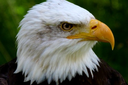 American Eagle