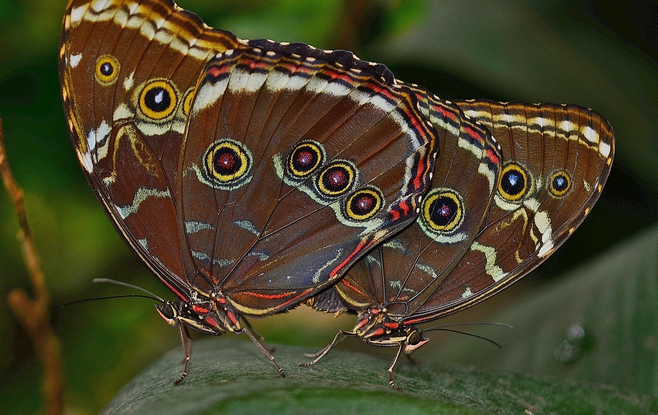 Butterflies insect nature