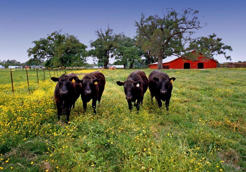 Cows in Cajun Country Farm. Original image from Carol M. Highsmith’s America, Library of Congress collection.