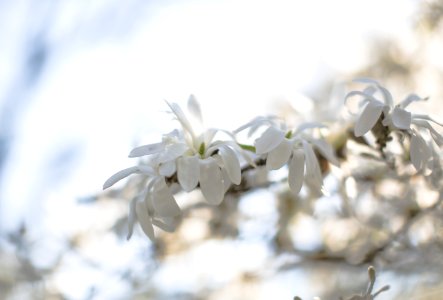 White Petaled Flower During Daytime photo