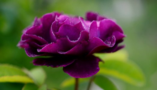 Purple Petaled Flower photo