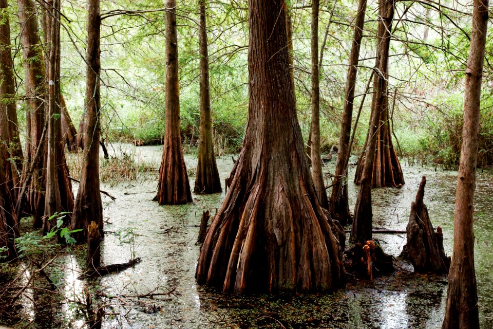 Lafayette, Lousiana Swamp. Original image from Carol M. Highsmith’s America, Library of Congress collection.