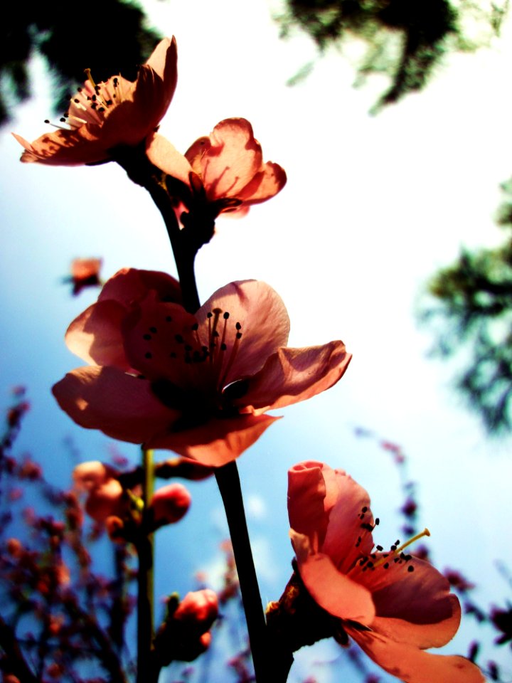 Orange Flowers Blooming In Spring