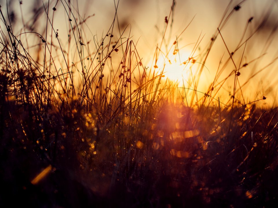 Sunset Over Grass In Meadow