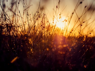 Sunset Over Grass In Meadow