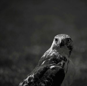 Hawk Bird Looking Over Shoulder