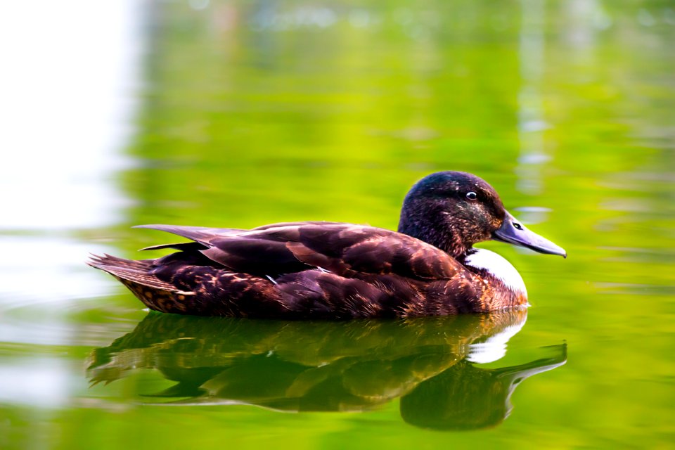 Duck Floating On A Lake