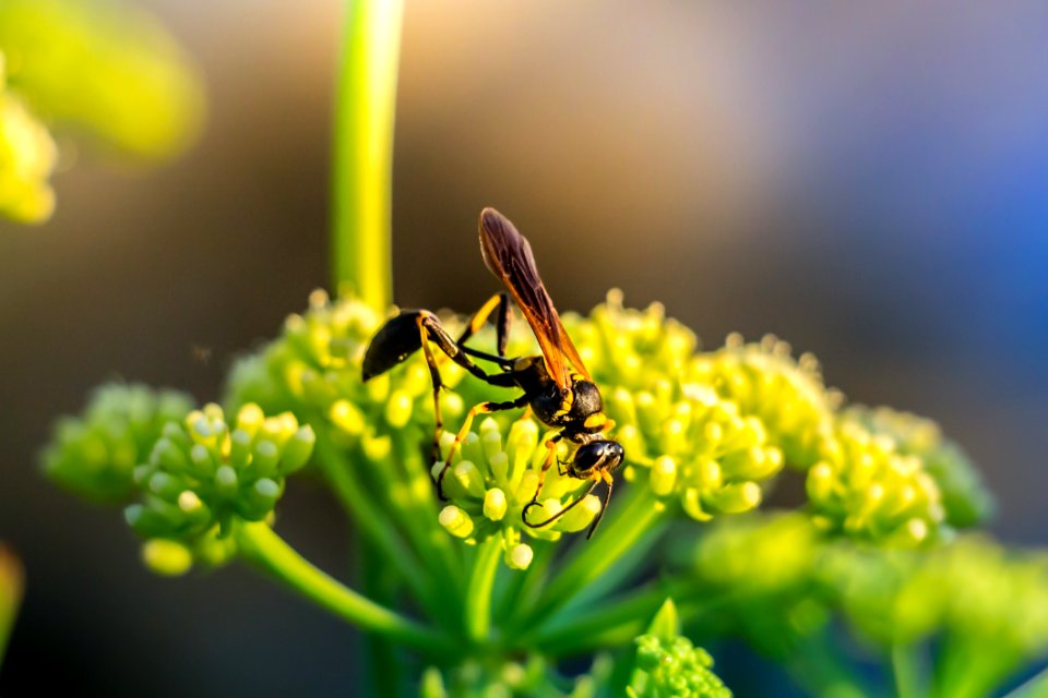 Bee Pollinating A Flower