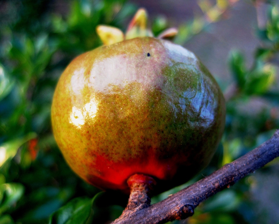 Green ripening swelling
