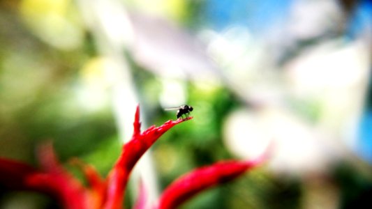 Black Insect On Red Plant