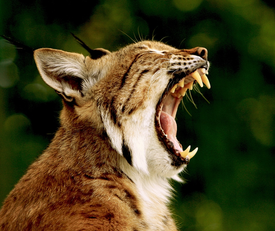 Mammal close-up head