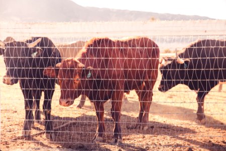 Cattle Behind Wire Fence During Daytime