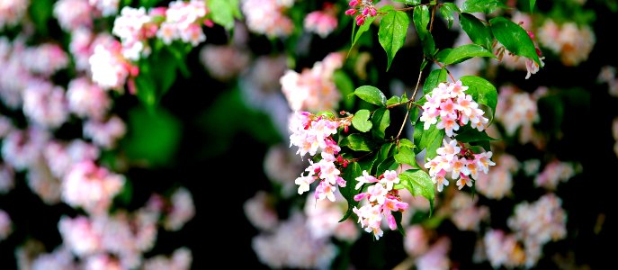 White And Pink Flower
