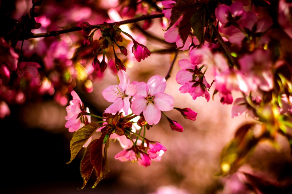 Pink 5 Petaled Flower In Close Up Photo At Daytime