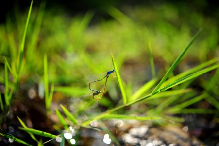 Blue Insect On Green Plant On Tilt Shift Lens Photography photo