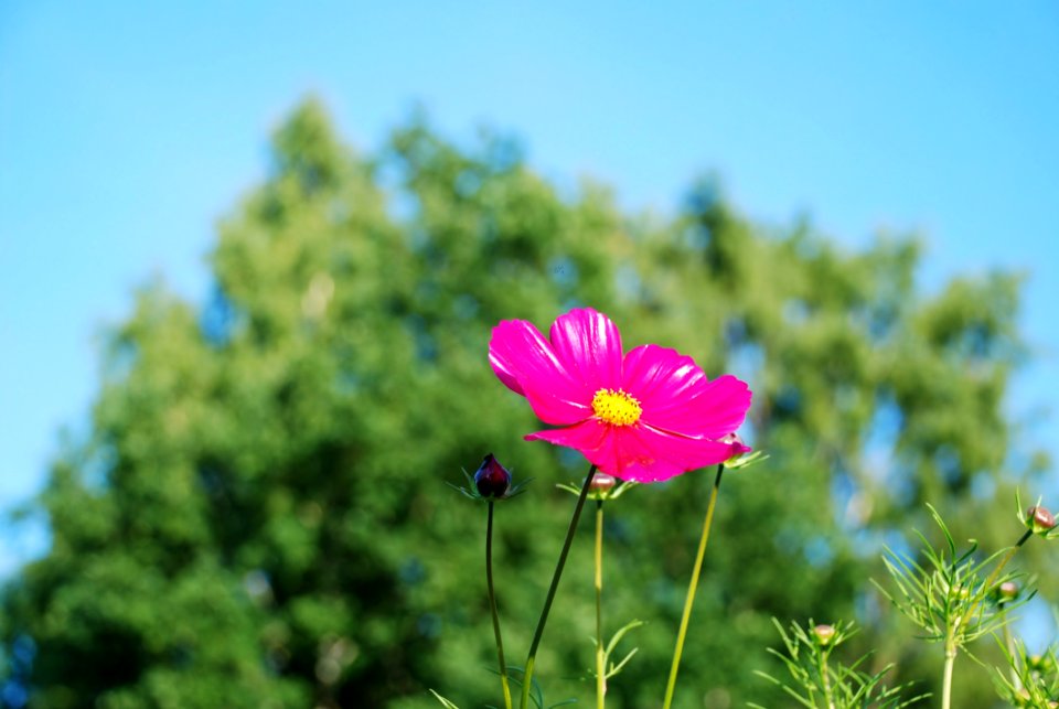 Pink And Yellow Flower
