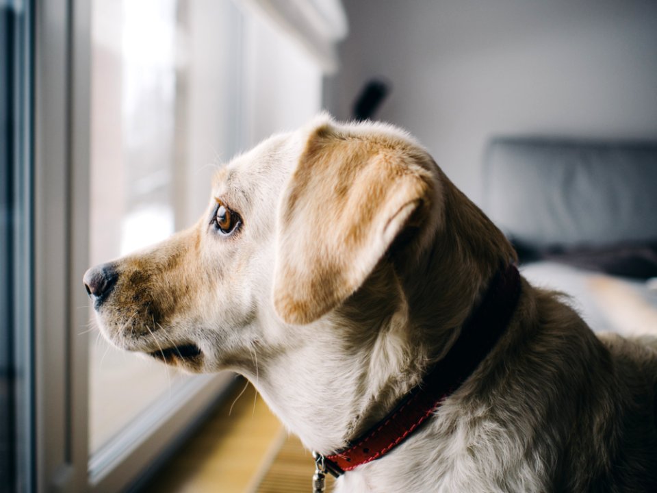 Yellow Labrador Retriever Facing Window In Room