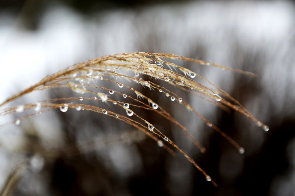 Close Up Photo Of Brown Plant During Daytime