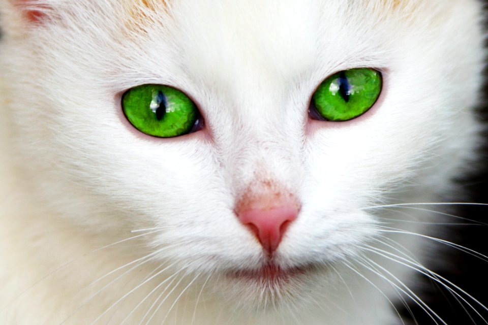 White Coated Cat With Green Eyes
