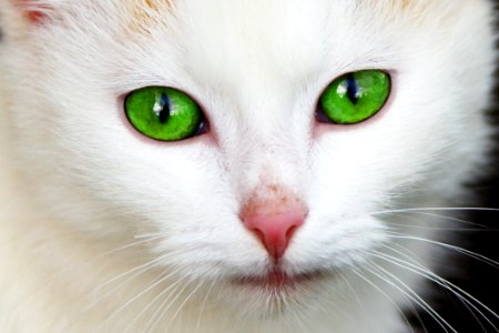 White Coated Cat With Green Eyes