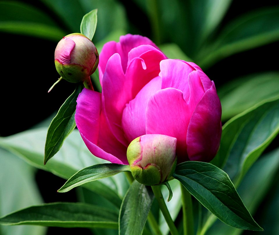 Pink Petaled Flower