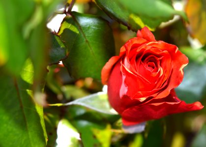 Red Petaled Rose photo
