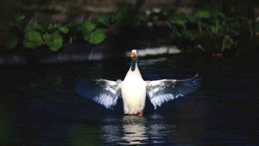 White And Grey Duck On Water photo