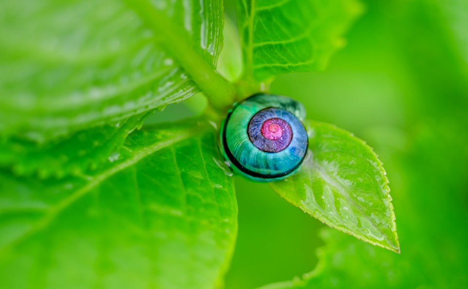Green Pink And Blue Snail On Top Of Green Leaf