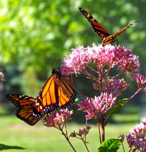 Monarch Butterflies On Pink Petal Flowers During Daytime
