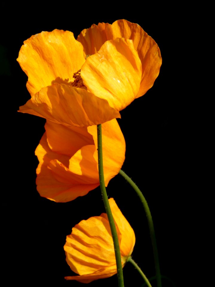 Yellow Flowers In Shallow Photography