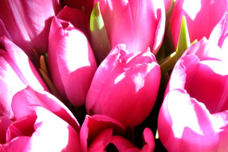 Pink Tulips Flower photo