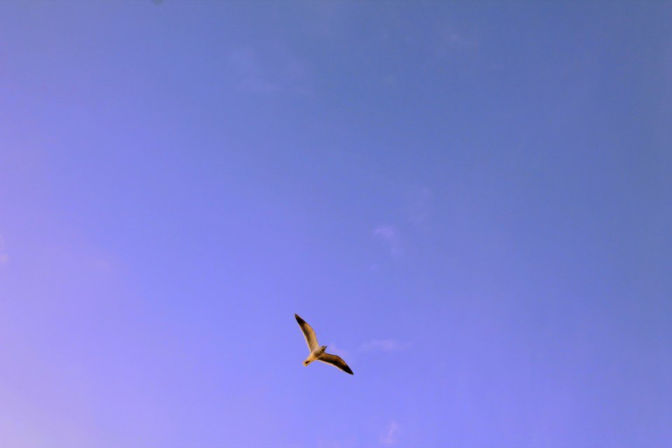 Black And White Seagull Flying During Day Time