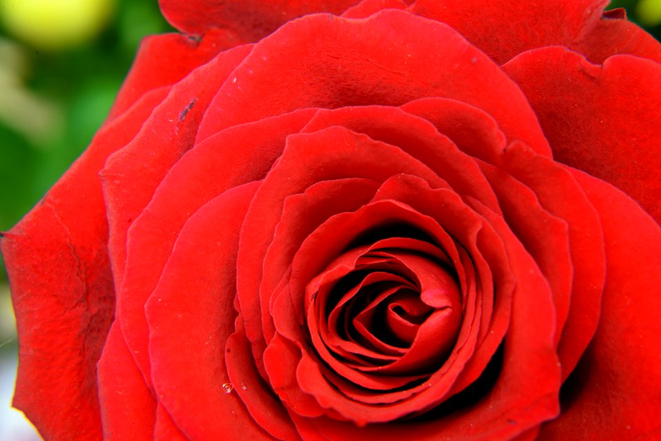 Red Flower