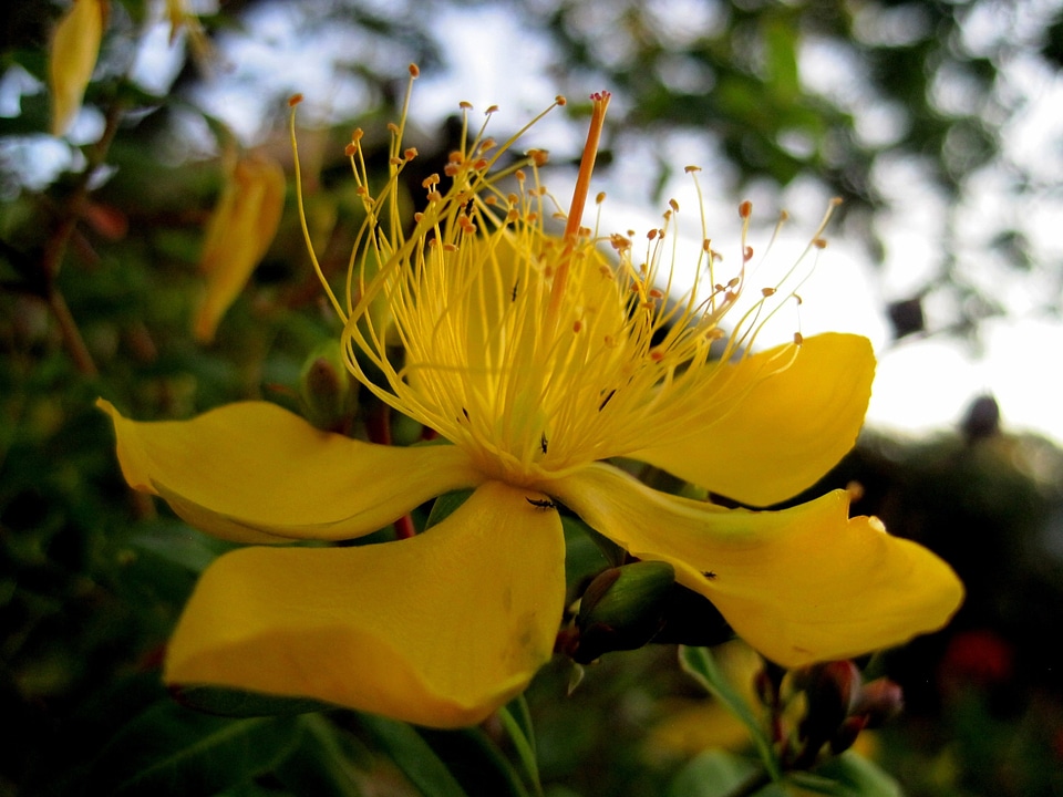 Dainty hypericum st john's wort
