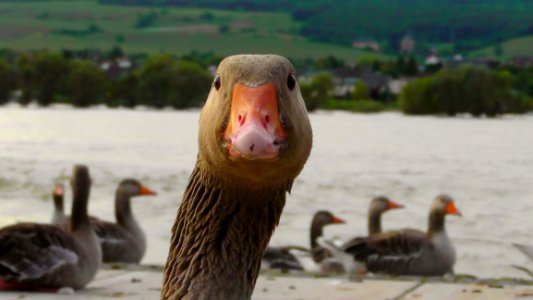 Brown And White Goose photo