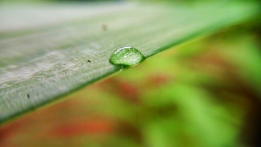 Dew Drop On Leaf photo
