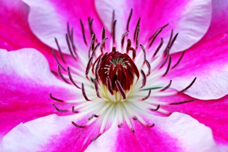 Close Up Photo Of Red White And Pink Flower photo