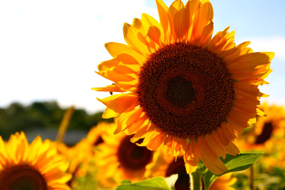 Yellow Brown Sun Flower During Daytime