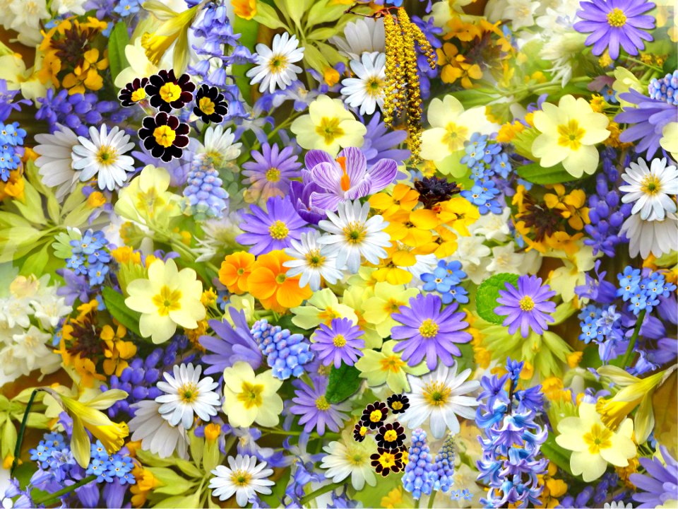 Spring Flower Background