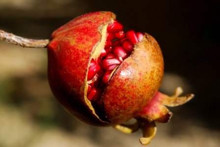 Brown And Red Round Fruit photo