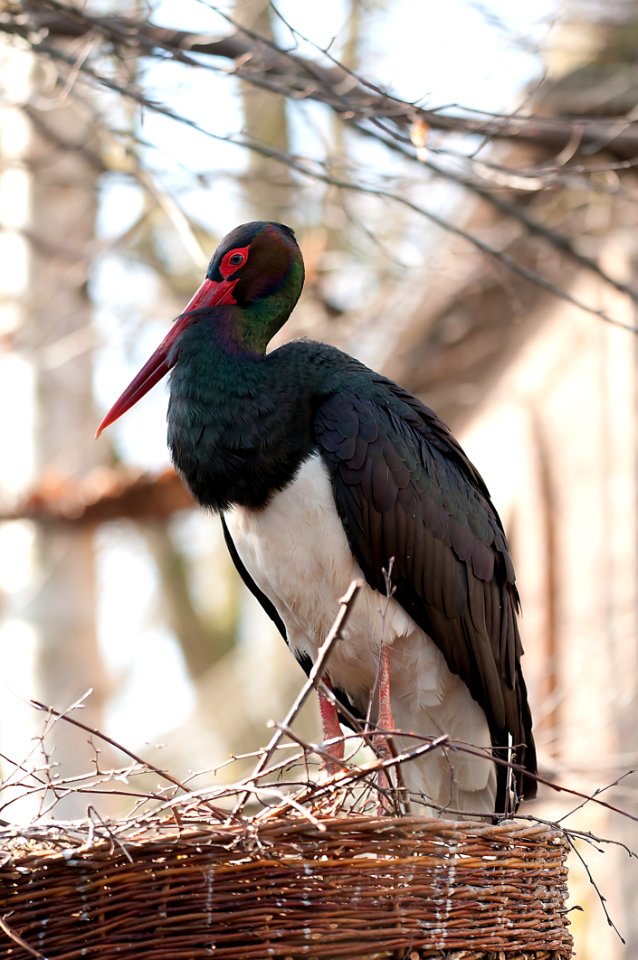 Black White And Red Long Beaked Bird On Brown Nest photo