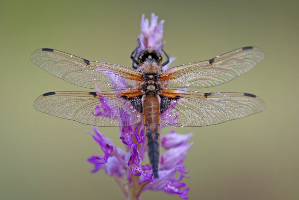 Black And Brown Dragonfly On Purple And Pink Flowers
