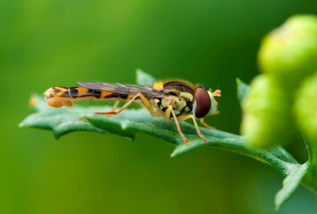 Brown And Yellow Robber Fly Perched On Green Leaf During Daytime photo