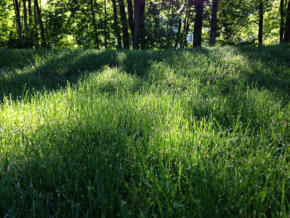 Dew summer light