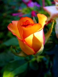 Yellow Rose Edged With Pink